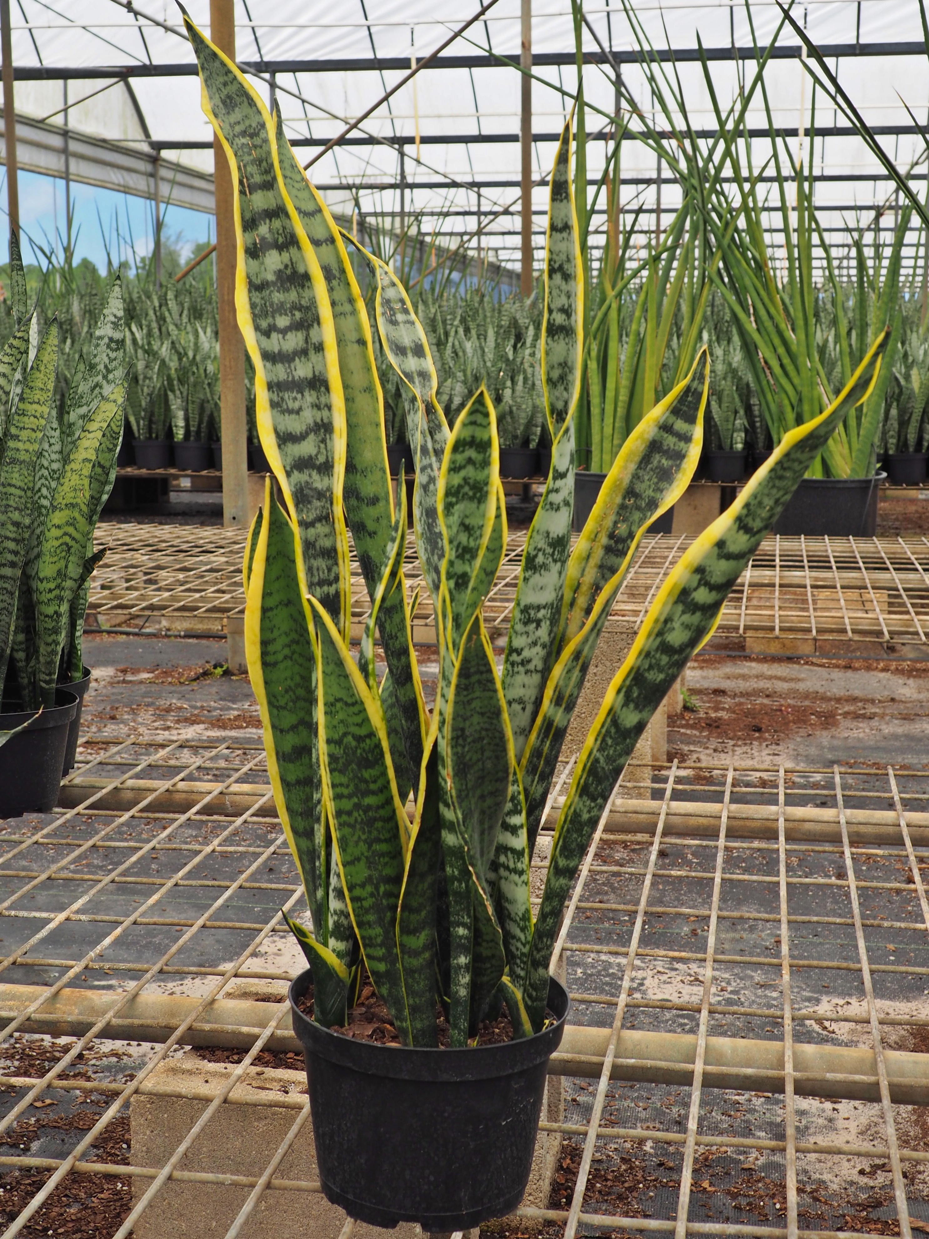 Sansevieria